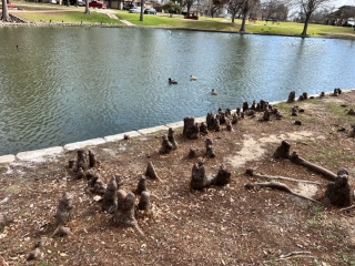 Various Lakeside Activity Center Pics